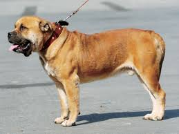 犬を家族に迎える前に